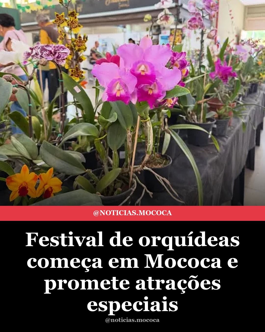 Festival de orquídeas começa em Mococa e promete atrações especiais