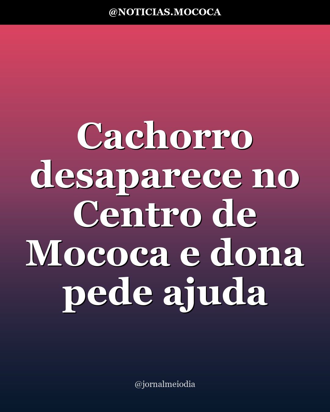 Cachorro desaparece no Centro de Mococa e dona pede ajuda